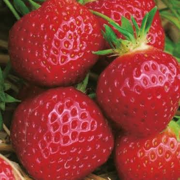(05kg) Fraises