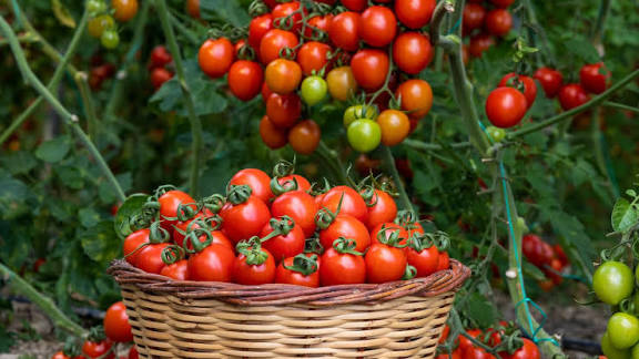 Tomate Panier