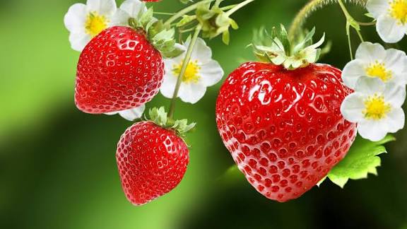 (10kg) Fraises