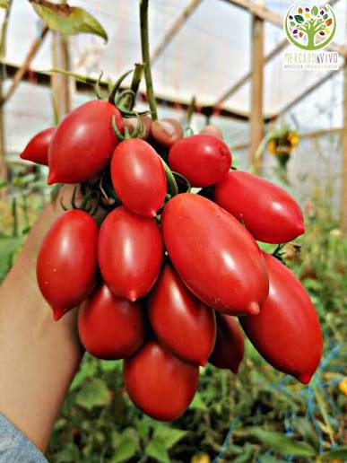 (18kg) Tomates Pomodoro