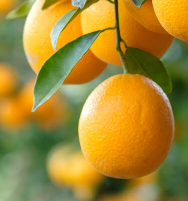 (25kg) Oranges