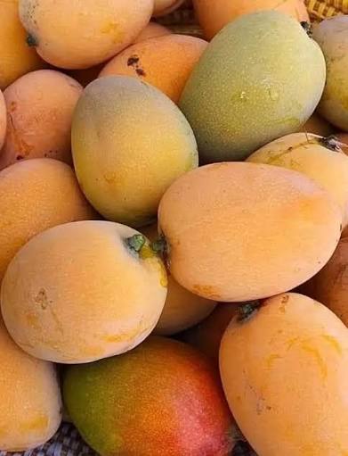 (7Kg) Mangue